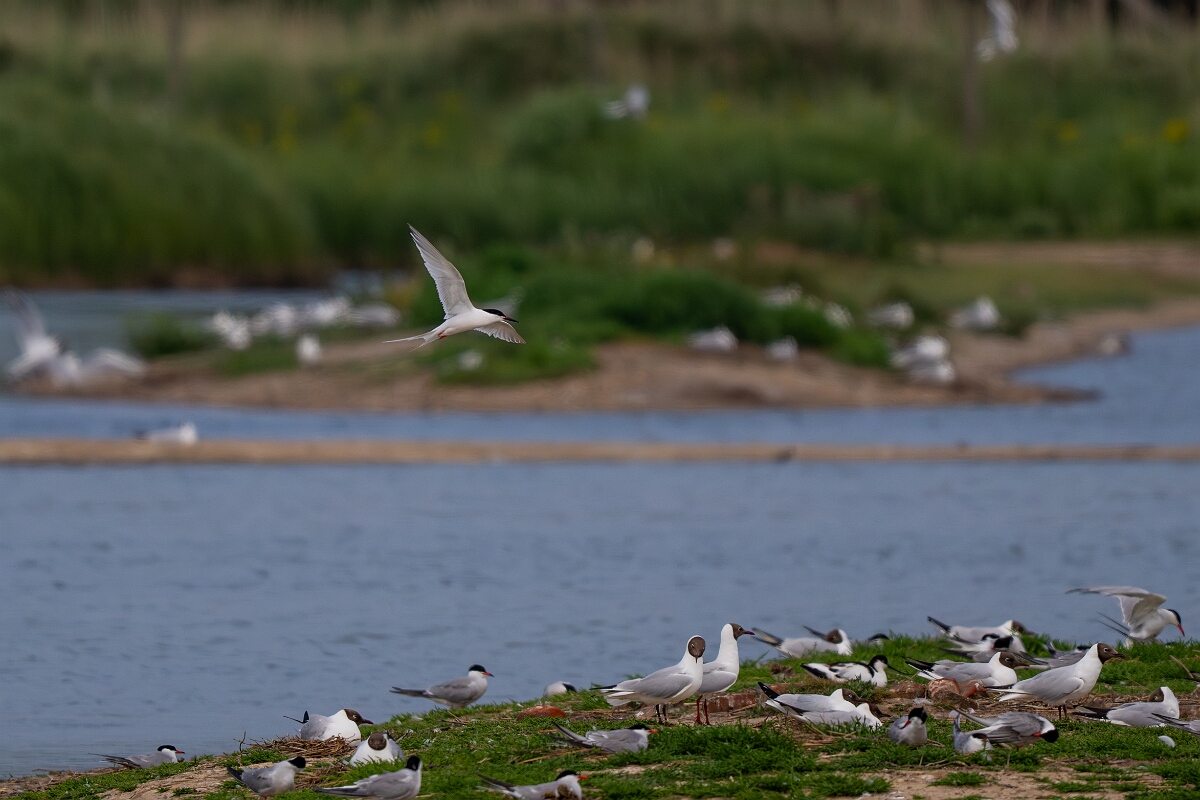 David Plant Photography - Wildlife Photography - Roseate tern - F.jpg - Roseate tern, over tern colony - Suffolk