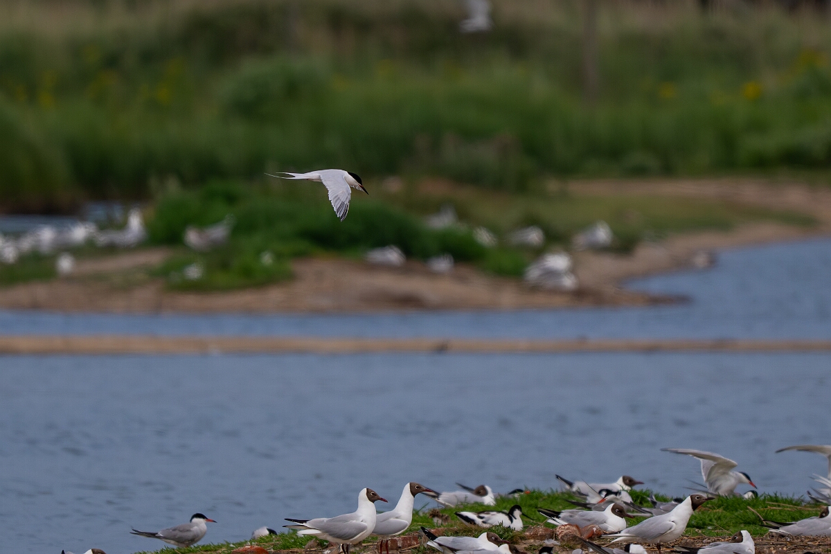 David Plant Photography - Wildlife Photography - Roseate tern - G.jpg - Roseate tern, over tern colony - Suffolk