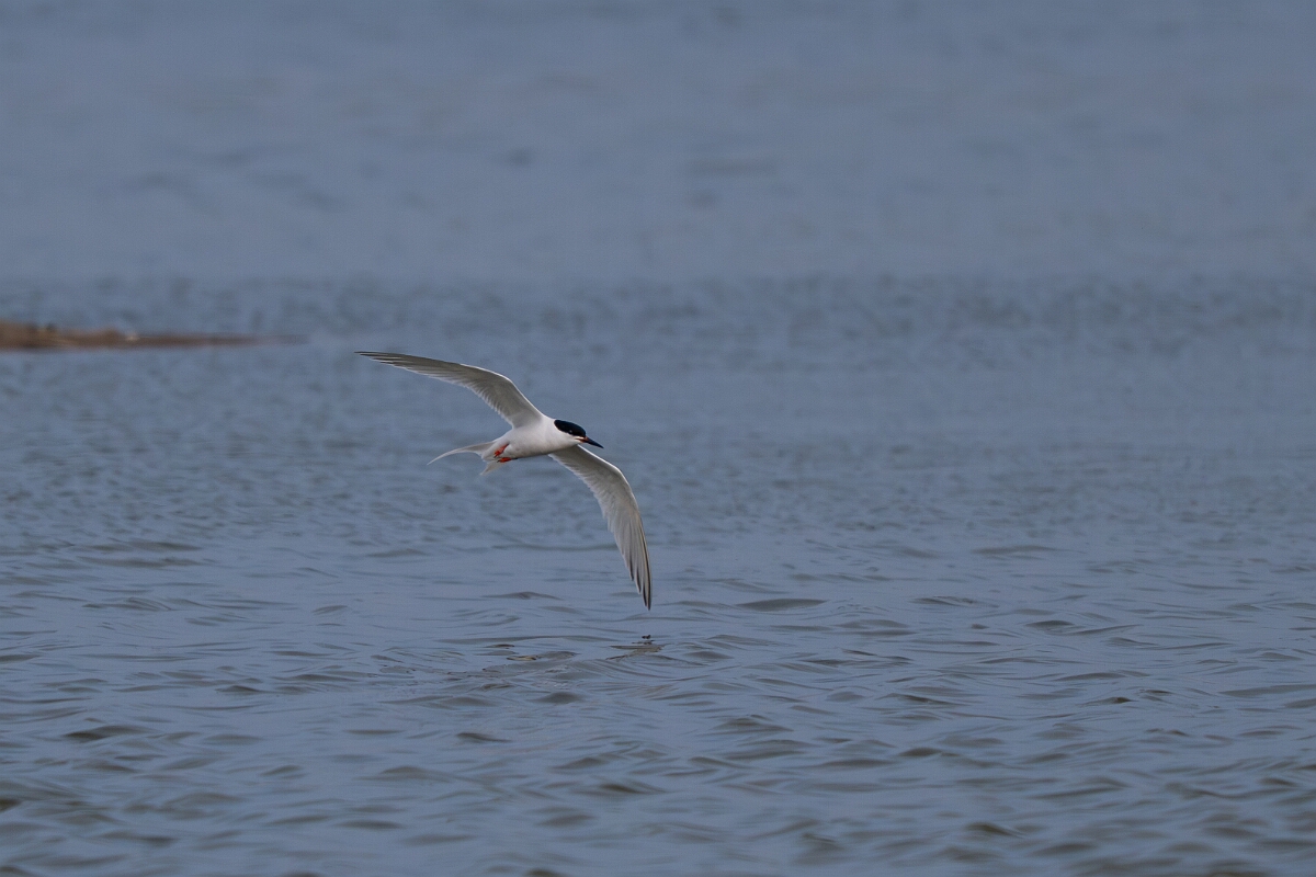 David Plant Photography - Wildlife Photography - Roseate tern - H.jpg - Roseate tern - Suffolk