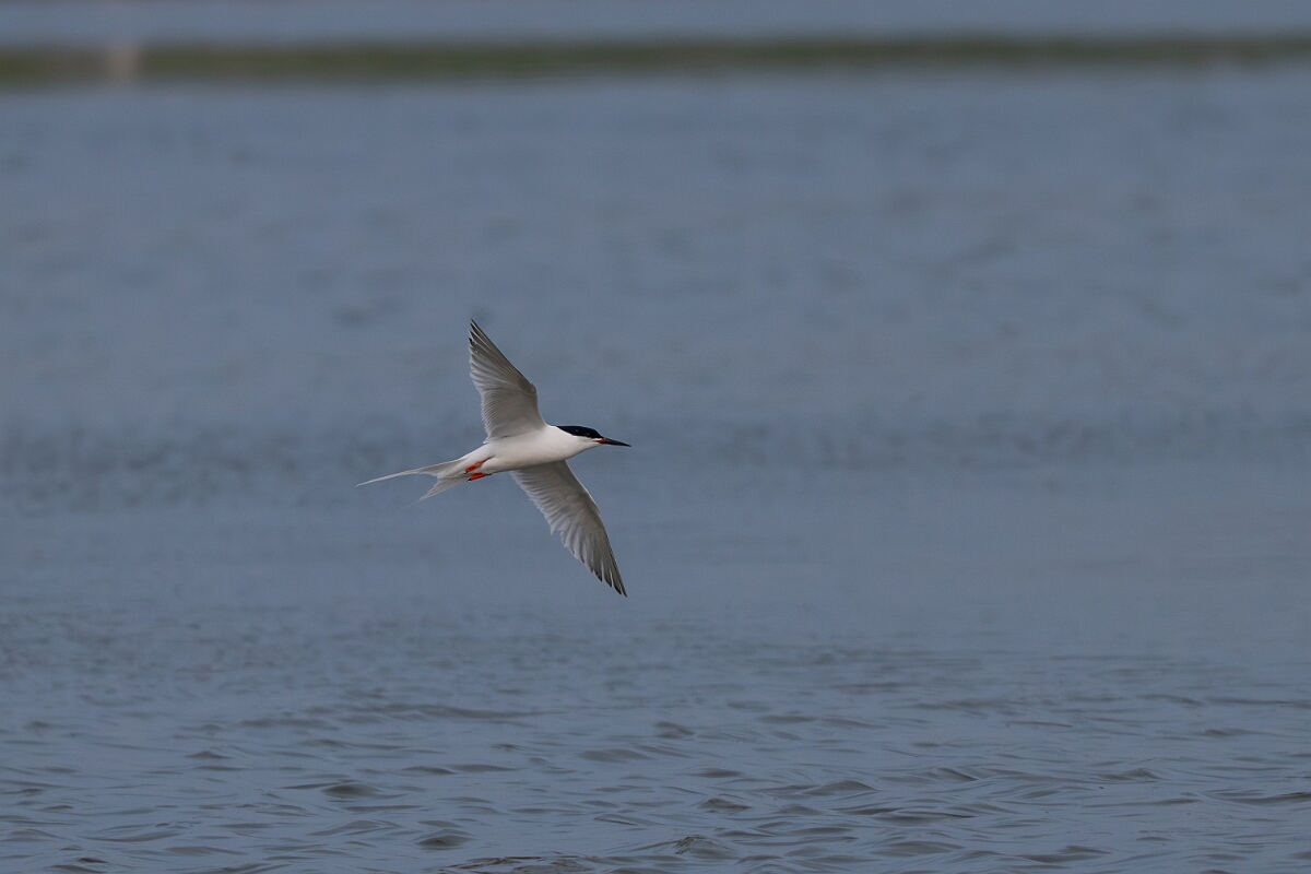 David Plant Photography - Wildlife Photography - Roseate tern - I.jpg - Roseate tern - Suffolk