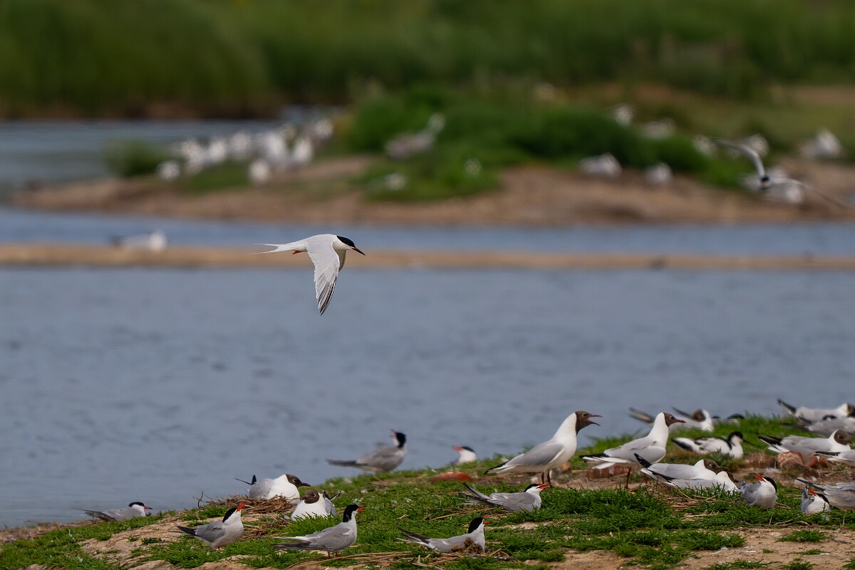 David Plant Photography - Wildlife Photography - Roseate tern - J.jpg - Roseate tern, over tern colony - Suffolk