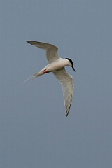 David Plant Photography - Wildlife Photography - Roseate tern - D