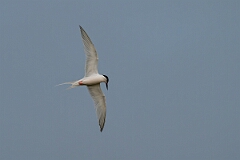 David Plant Photography - Wildlife Photography - Roseate tern - E