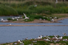 David Plant Photography - Wildlife Photography - Roseate tern - F