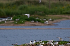 David Plant Photography - Wildlife Photography - Roseate tern - G