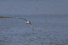 David Plant Photography - Wildlife Photography - Roseate tern - H