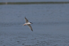 David Plant Photography - Wildlife Photography - Roseate tern - I