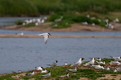 David Plant Photography - Wildlife Photography - Roseate tern - J