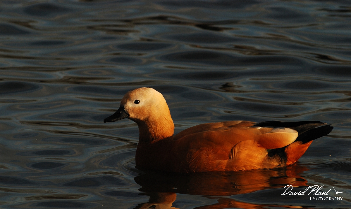 David Plant Photography - Wildlife Photographer - Ruddy shelduck - A.jpg - Ruddy shelduck - Nottinghamshire