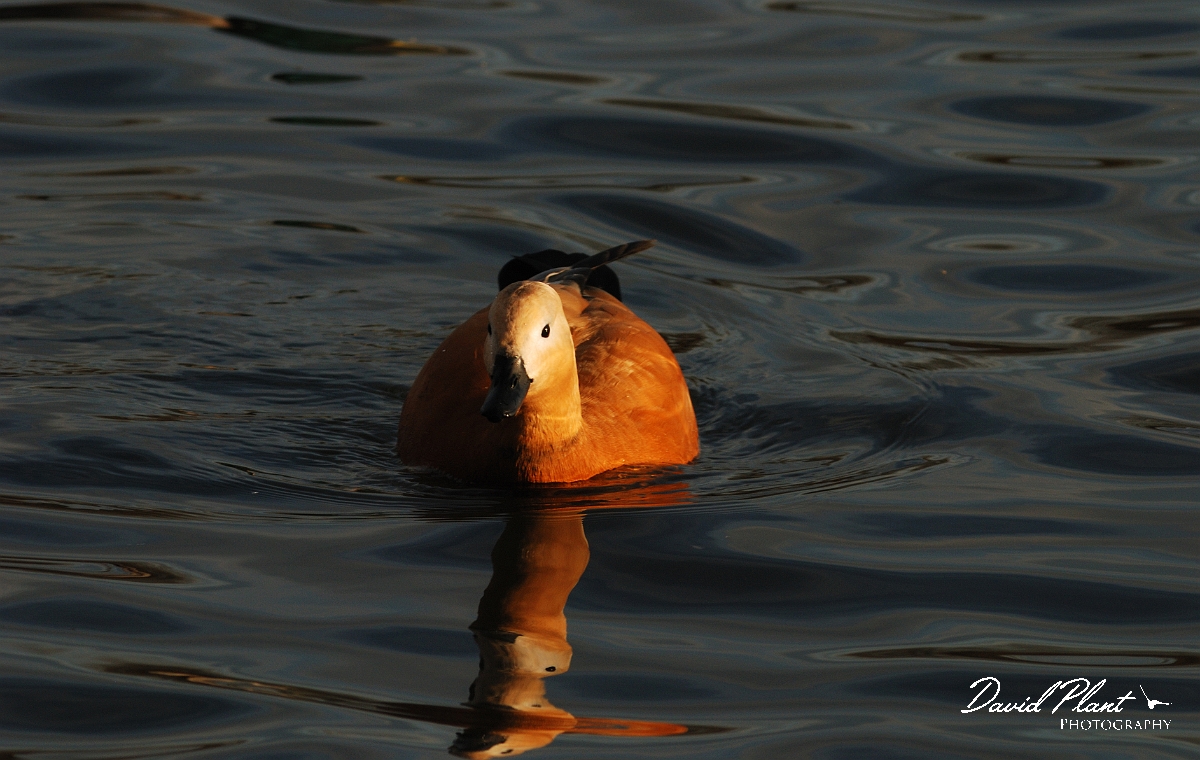 David Plant Photography - Wildlife Photographer - Ruddy shelduck - C.jpg - Ruddy shelduck - Nottinghamshire