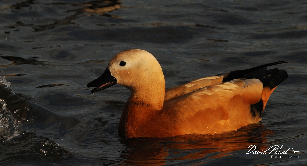 David Plant Photography - Wildlife Photographer - Ruddy shelduck - D.jpg - Ruddy shelduck - Nottinghamshire