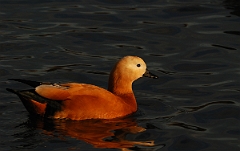 David Plant Photography - Wildlife Photographer - Ruddy shelduck - B