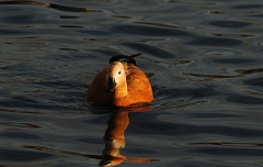 David Plant Photography - Wildlife Photographer - Ruddy shelduck - C