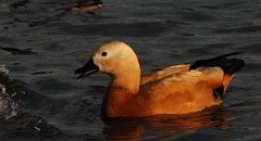 David Plant Photography - Wildlife Photographer - Ruddy shelduck - D