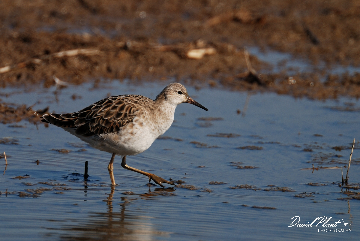 David Plant Photography - Wildlife Photography - Ruff - A.jpg - Ruff, juvenile - Norfolk