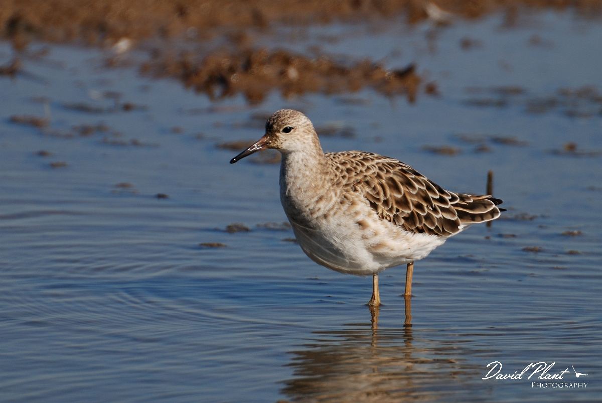 David Plant Photography - Wildlife Photography - Ruff - B.jpg - Ruff, juvenile - Norfolk