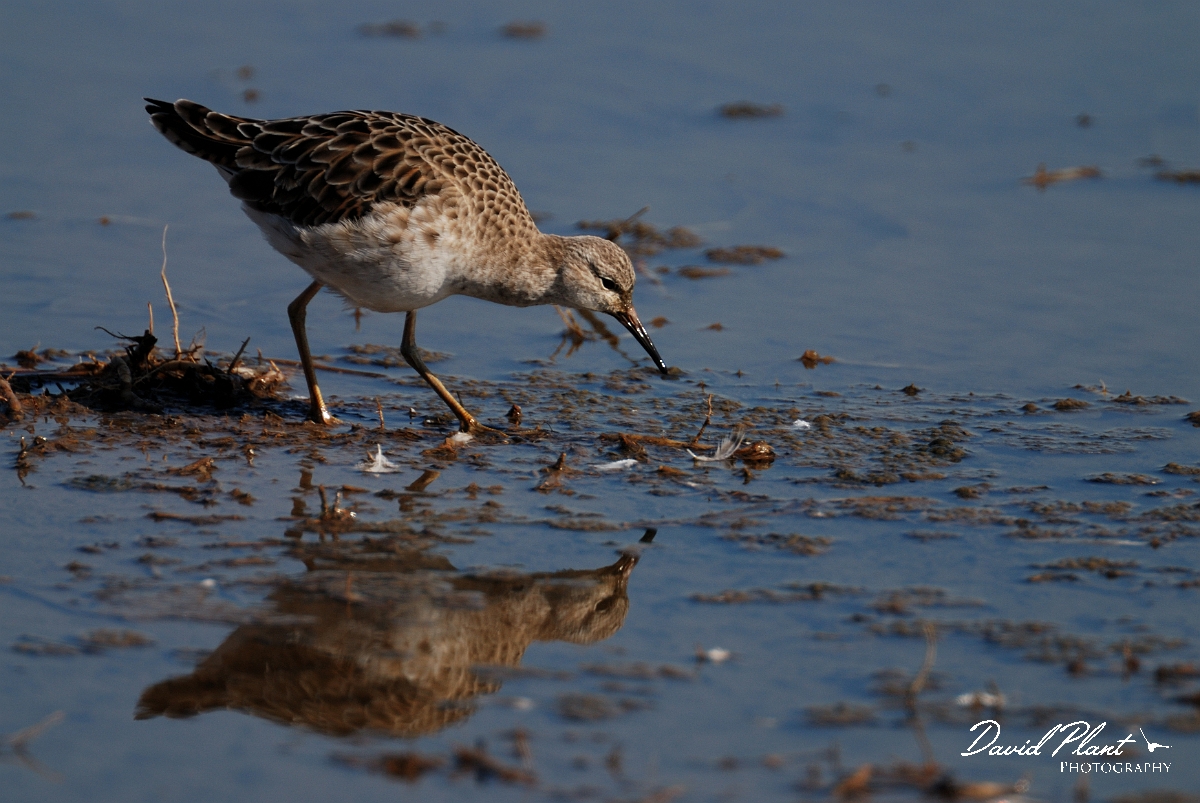 David Plant Photography - Wildlife Photography - Ruff - C.jpg - Ruff, juvenile - Norfolk