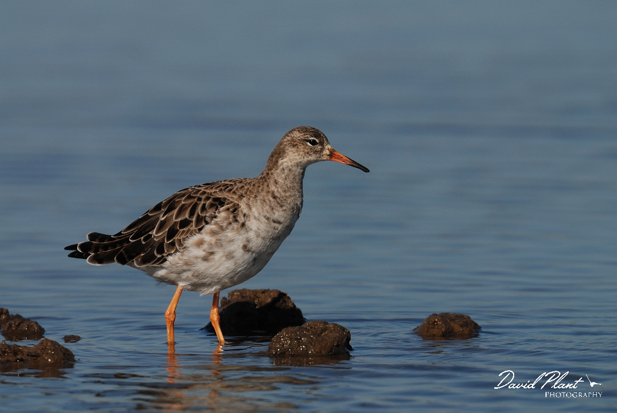 David Plant Photography - Wildlife Photography - Ruff - D.jpg - Ruff - Norfolk