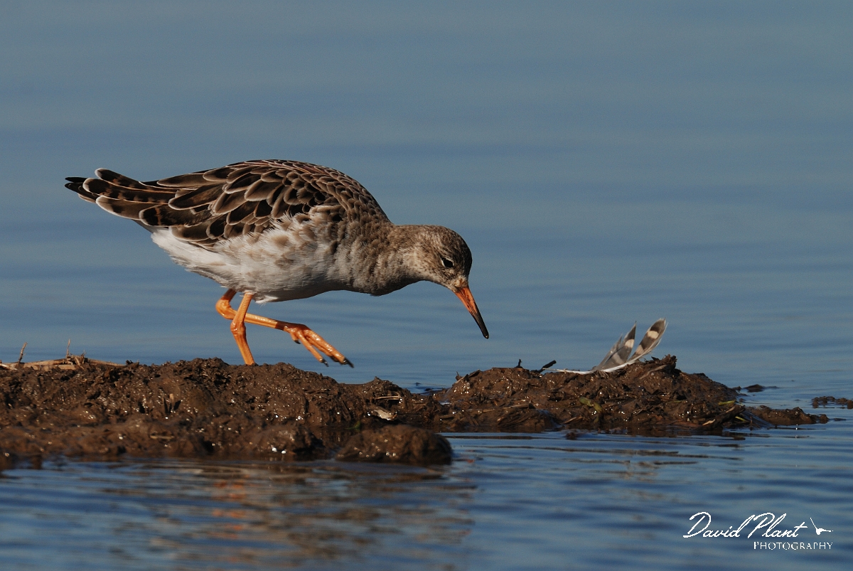 David Plant Photography - Wildlife Photography - Ruff - E.jpg - Ruff - Norfolk
