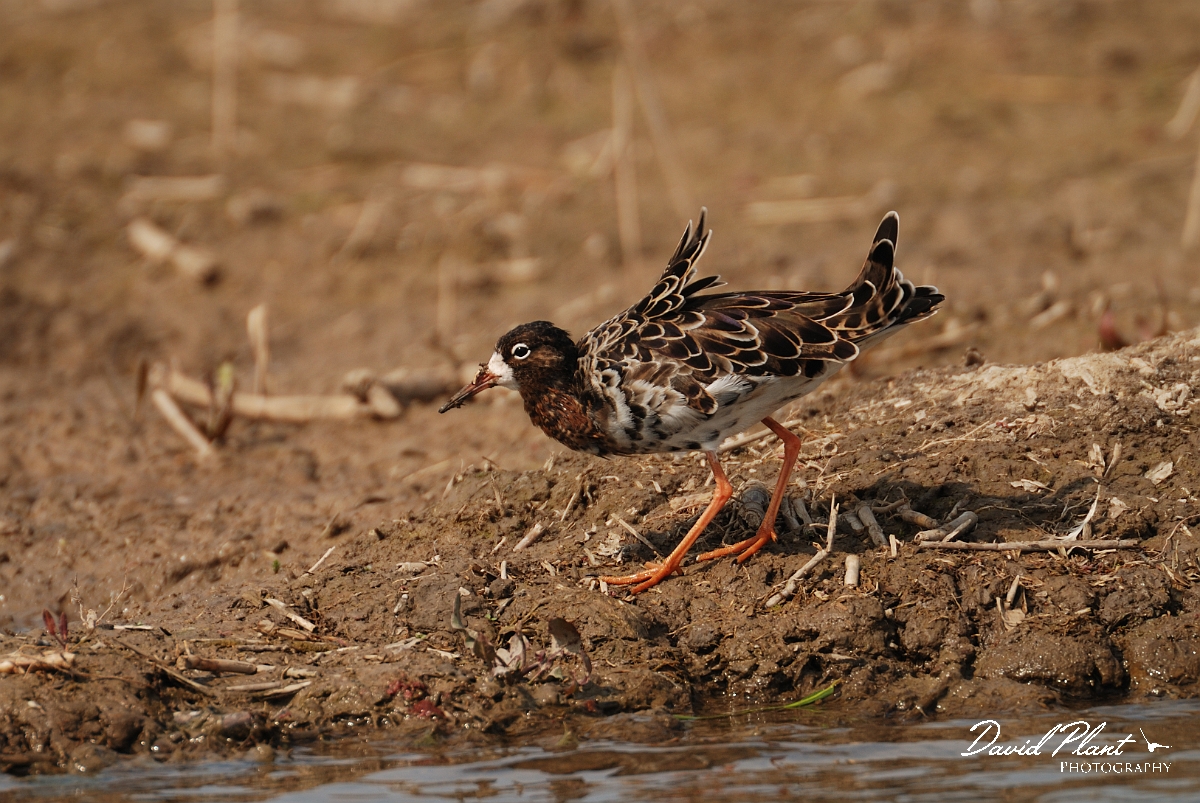 David Plant Photography - Wildlife Photography - Ruff - F.jpg - Ruff with feathers raised by the wind - Norfolk