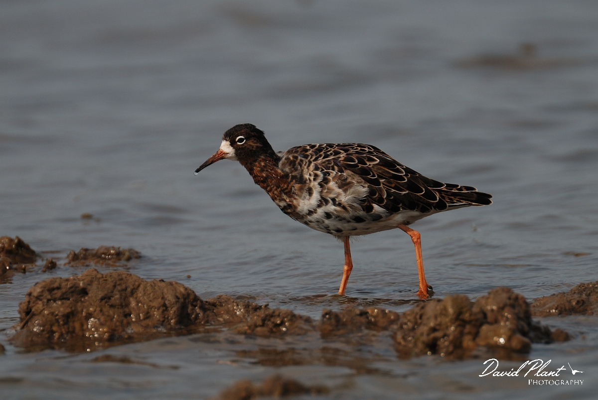 David Plant Photography - Wildlife Photography - Ruff - G.jpg - Ruff - Norfolk