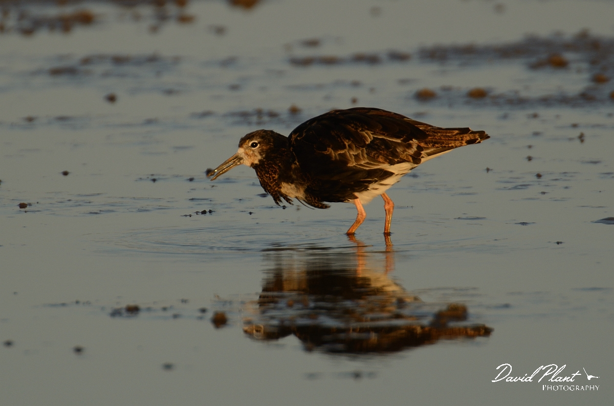David Plant Photography - Wildlife Photography - Ruff - H.jpg - Ruff feeding at sunset - Norfolk