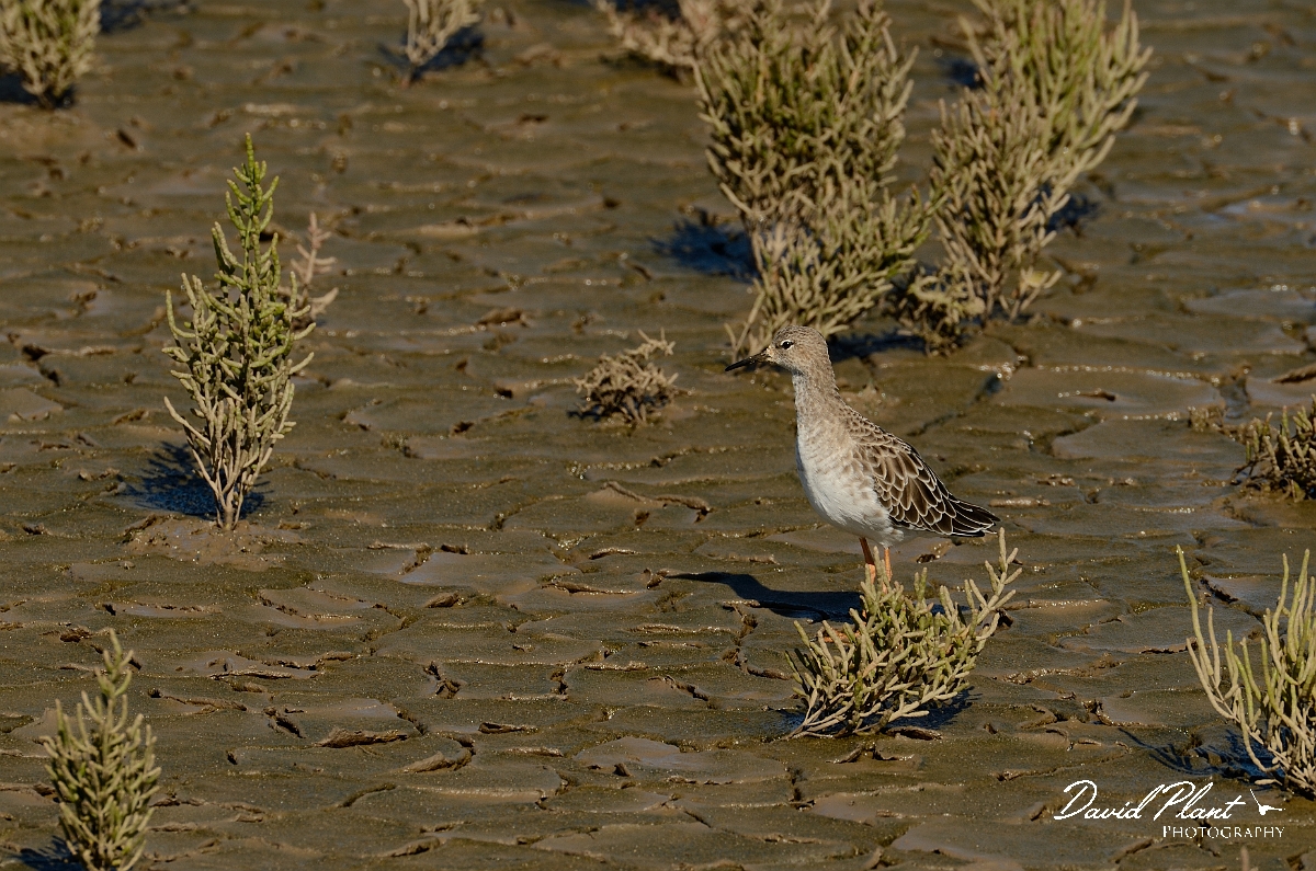 David Plant Photography - Wildlife Photography - Ruff - I.jpg - Ruff in saltmarsh - Norfolk