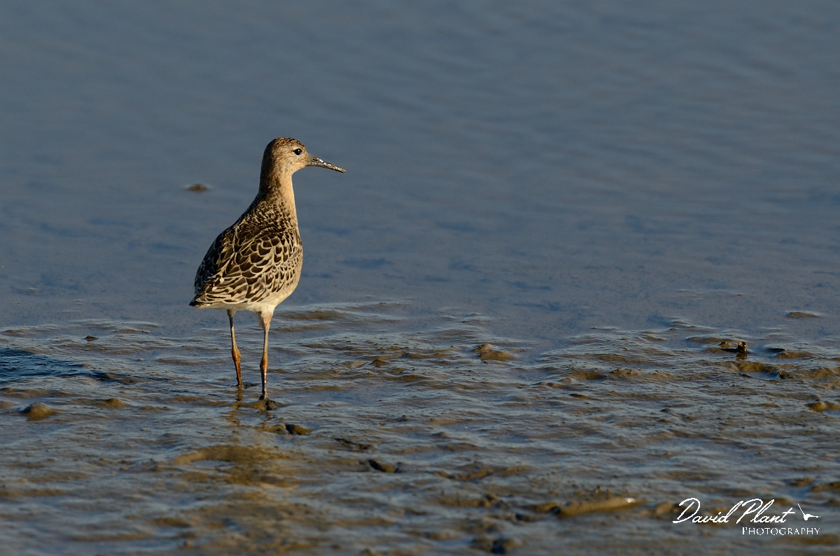 David Plant Photography - Wildlife Photography - Ruff - J.jpg - Ruff, juvenile - Norfolk