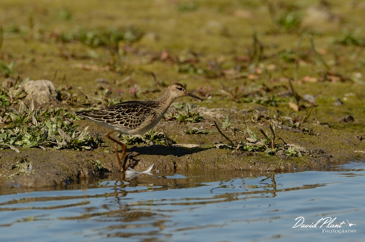 David Plant Photography - Wildlife Photography - Ruff - K.jpg - Ruff, juvenile - Norfolk