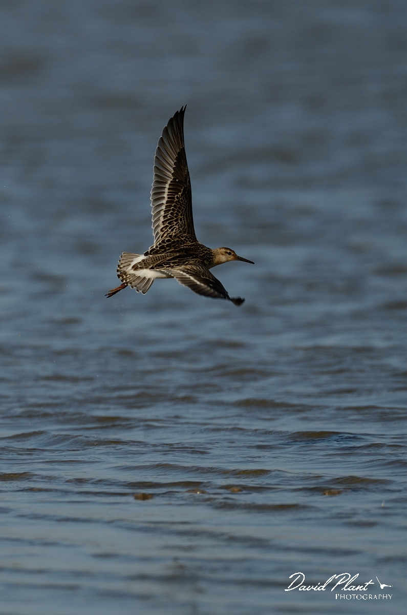 David Plant Photography - Wildlife Photography - Ruff - L.jpg - Ruff, juvenile in flight - Norfolk