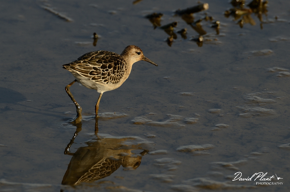 David Plant Photography - Wildlife Photography - Ruff - N.jpg - Ruff juvenile - Norfolk