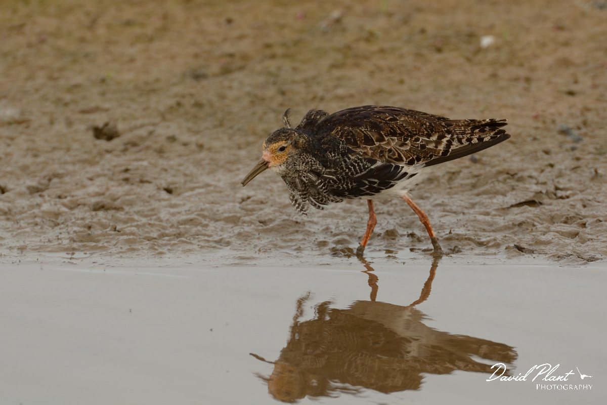 David Plant Photography - Wildlife Photography - Ruff - O.jpg - Ruff near breading plumage - Norfolk