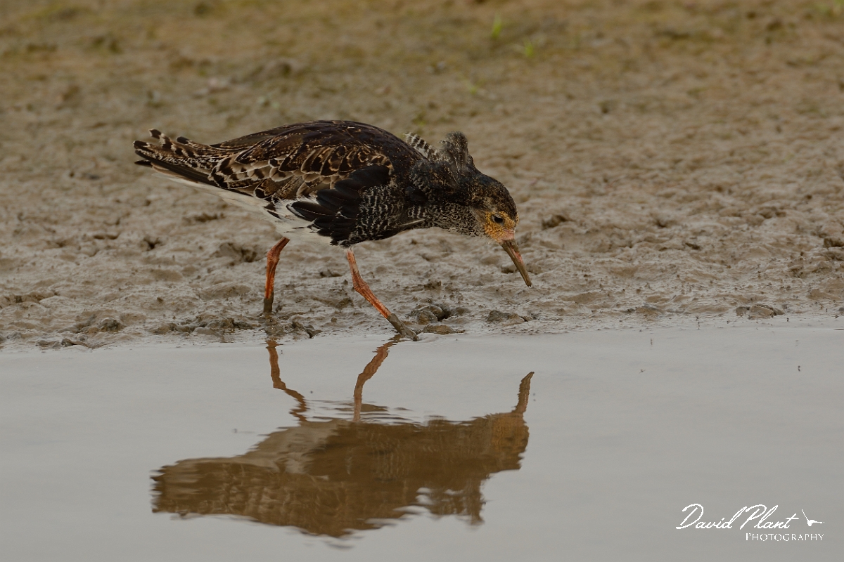 David Plant Photography - Wildlife Photography - Ruff - P.jpg - Ruff near breading plumage - Norfolk