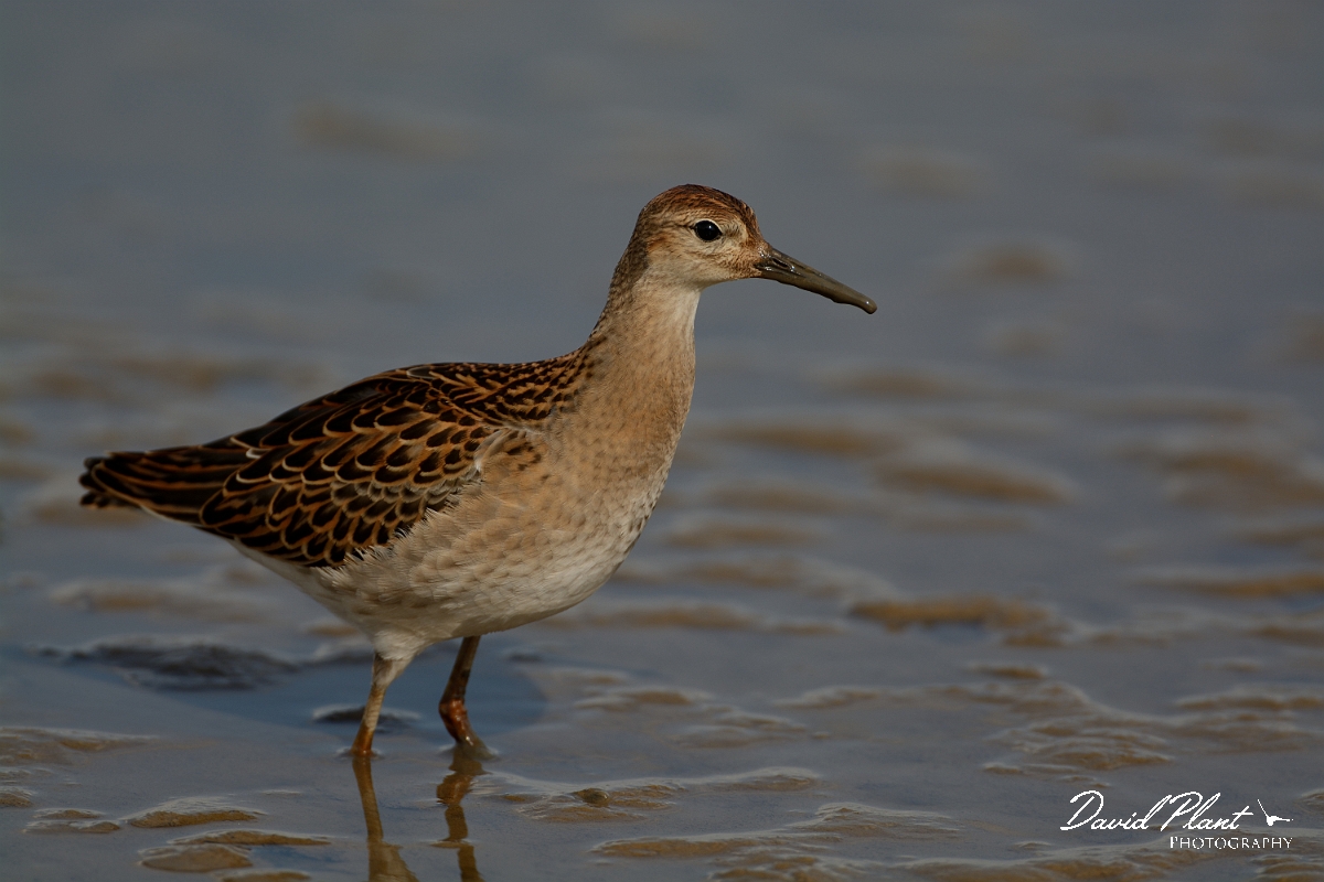 David Plant Photography - Wildlife Photography - Ruff - Q.jpg - Ruff juvenile - Norfolk