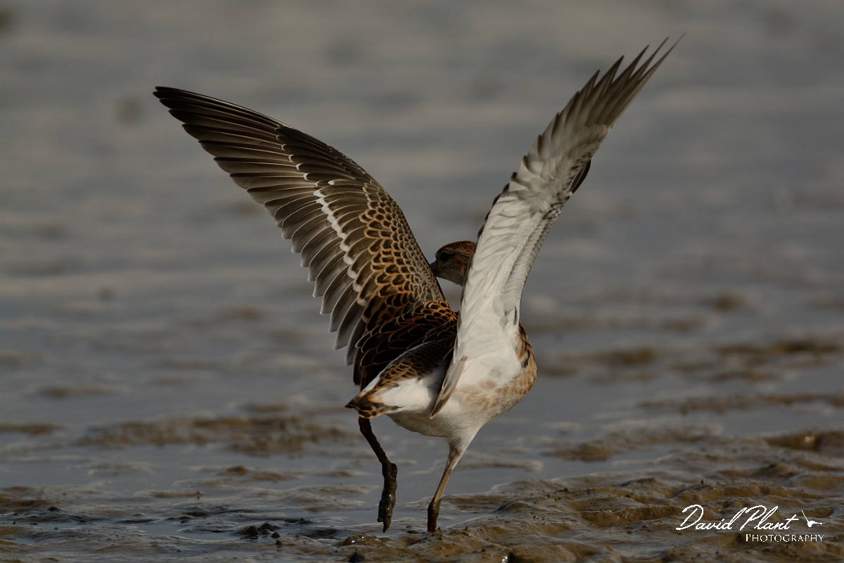 David Plant Photography - Wildlife Photography - Ruff - R.jpg - Ruff juvenile opening wings - Norfolk