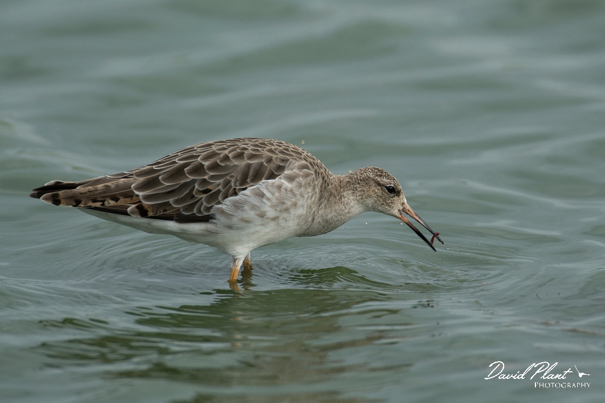 David Plant Photography - Wildlife Photography - Ruff - T.jpg - Ruff - Lincolnshire