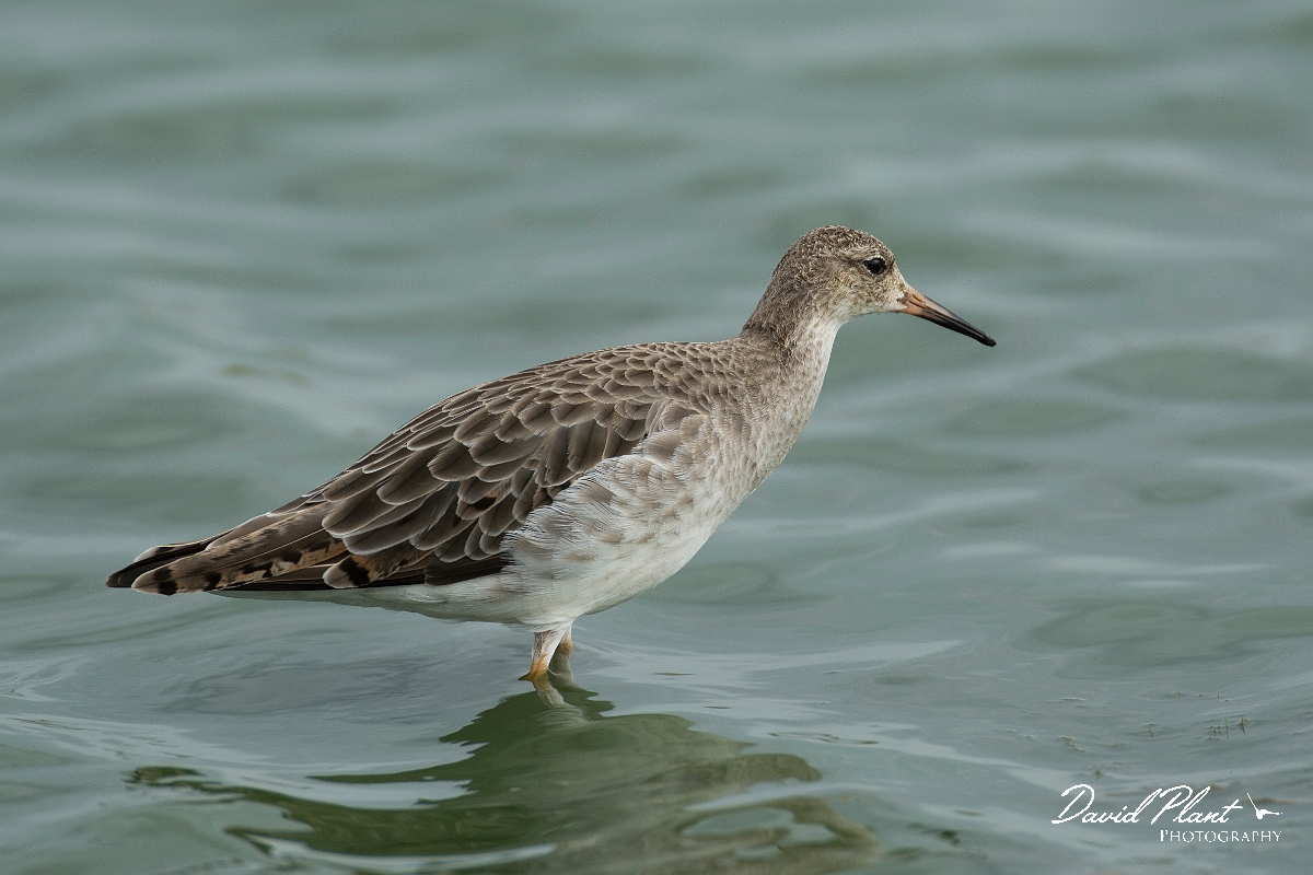David Plant Photography - Wildlife Photography - Ruff - U.jpg - Ruff - Lincolnshire