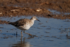 David Plant Photography - Wildlife Photography - Ruff - A