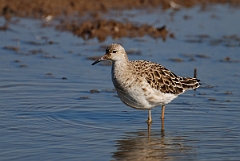 David Plant Photography - Wildlife Photography - Ruff - B