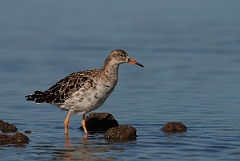 David Plant Photography - Wildlife Photography - Ruff - D