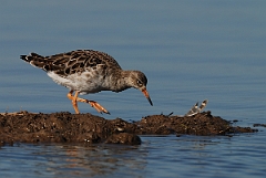 David Plant Photography - Wildlife Photography - Ruff - E