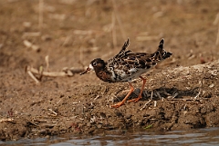 David Plant Photography - Wildlife Photography - Ruff - F