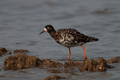 David Plant Photography - Wildlife Photography - Ruff - G