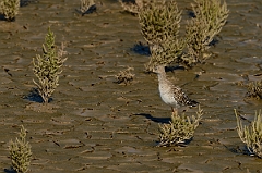David Plant Photography - Wildlife Photography - Ruff - I
