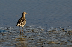 David Plant Photography - Wildlife Photography - Ruff - J