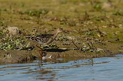 David Plant Photography - Wildlife Photography - Ruff - K