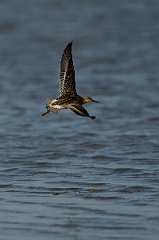 David Plant Photography - Wildlife Photography - Ruff - L