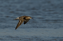 David Plant Photography - Wildlife Photography - Ruff - M