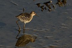 David Plant Photography - Wildlife Photography - Ruff - N