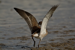 David Plant Photography - Wildlife Photography - Ruff - R